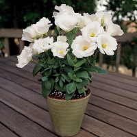 Эустома горшечная Sapphire White (семена 10 шт.)