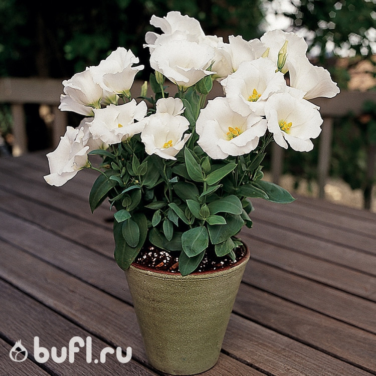 Эустома горшечная Sapphire White (семена 10 шт.)
