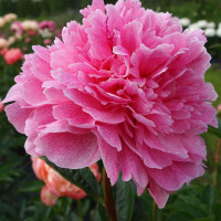 Пион The Fawn (дисконт 1/2 почки)