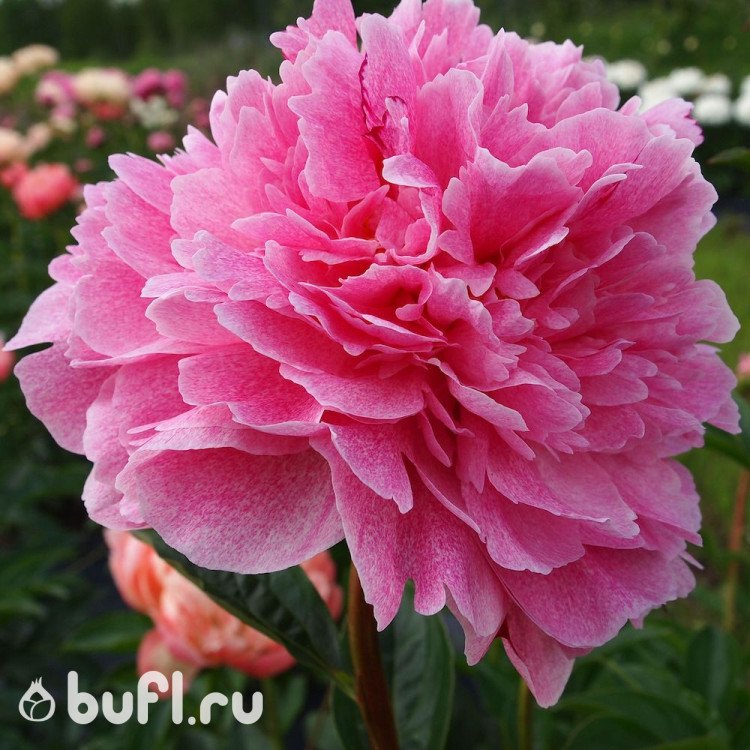 Пион The Fawn (дисконт 1/2 почки)