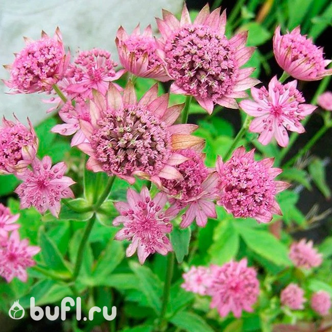 Astrantia major Rosensinfonie Astrantia major Rosensinfonie