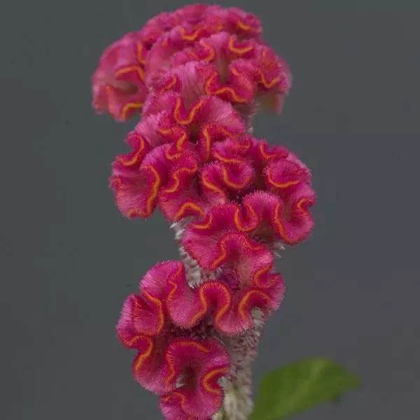 Целозия Neo Pink (5 семян)