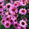 Эхинацея purpurea Primadonna Deep Rose (семена 10 шт.)