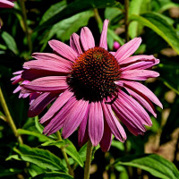 Эхинацея purpurea Primadonna Deep Rose (семена 10 шт.)