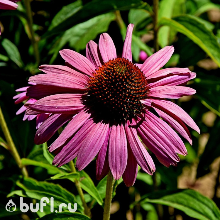 Эхинацея purpurea Primadonna Deep Rose (семена 10 шт.)