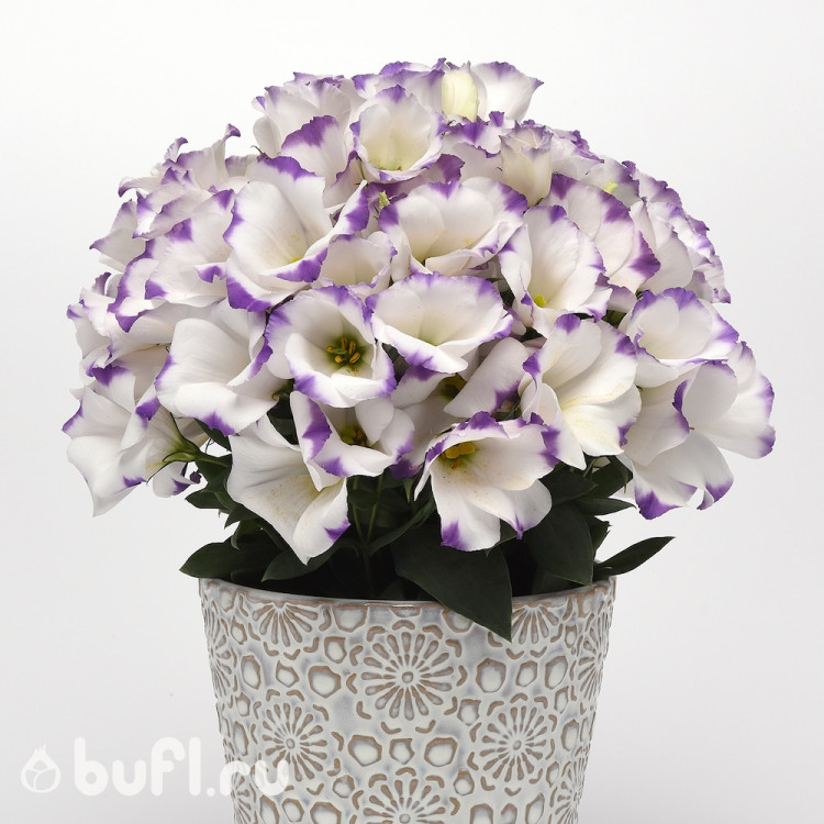 Эустома горшечная Sapphire Blue Chip (семена 10 шт.)