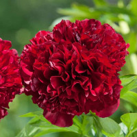 Пион Red Grace (дисконт 1/2 почки)