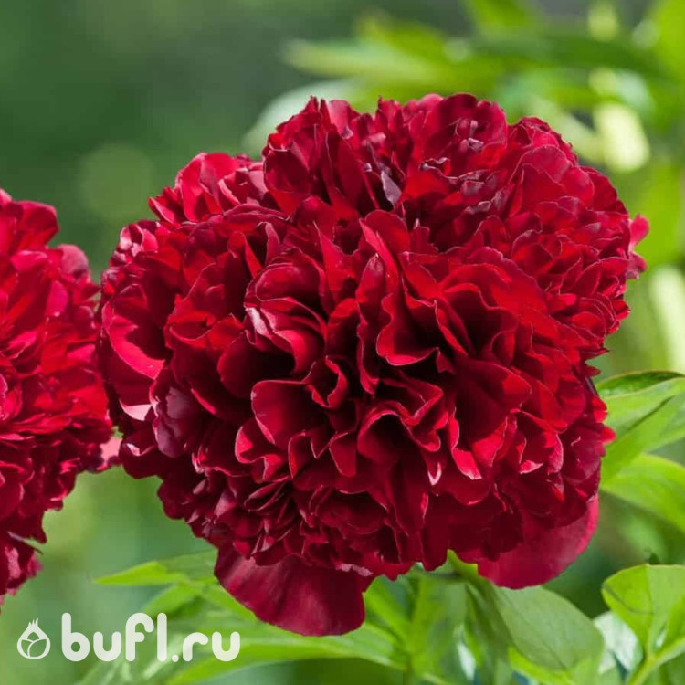 Пион Red Grace (дисконт 1/2 почки)