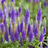 Veronica hybrid Ulster Dwarf Blue Veronica hybrid Ulster Dwarf Blue