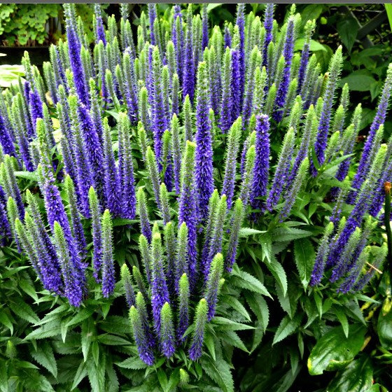 Veronica hybrid Ulster Dwarf Blue Veronica hybrid Ulster Dwarf Blue