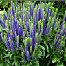 Veronica hybrid Ulster Dwarf Blue Veronica hybrid Ulster Dwarf Blue