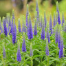 Veronica hybrid Ulster Dwarf Blue Veronica hybrid Ulster Dwarf Blue