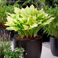 Хоста White Feather XXL (M)