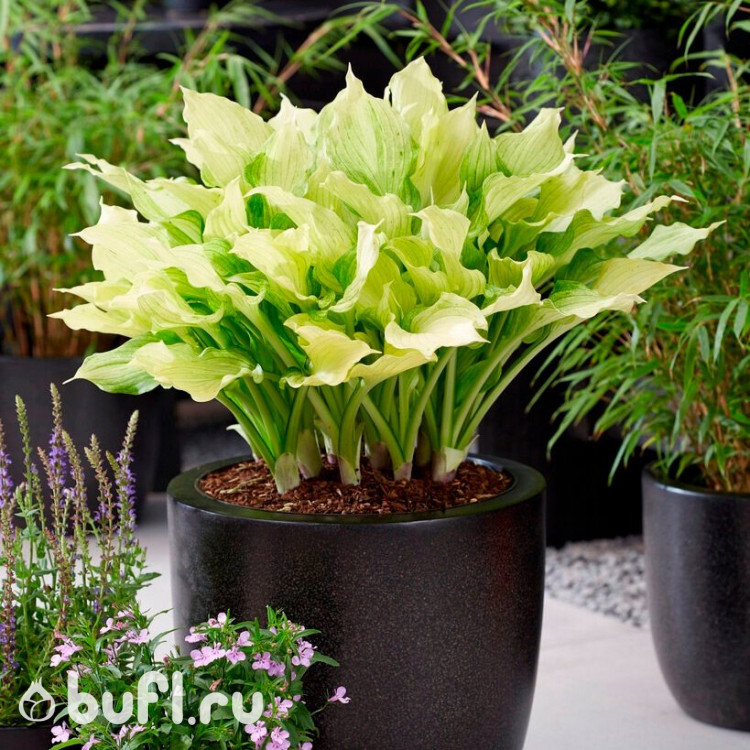 Хоста White Feather XXL (M) Хоста White Feather XXL (M)