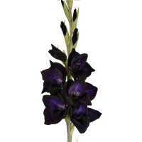 Гладиолус Black Sabbath (5 луковиц)