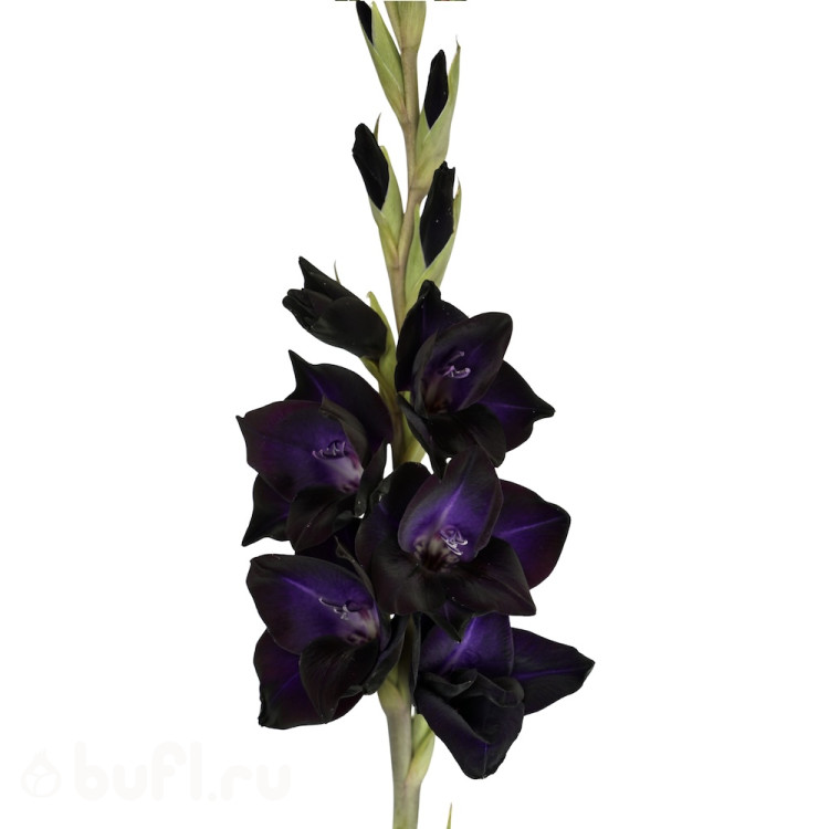 Гладиолус Black Sabbath (5 луковиц)