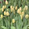 Тюльпан Малайзия (Malaysia) 5 луковиц