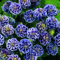 Аквилегия махровая сине-белая (5 семян) Аквилегия махровая сине-белая (5 семян)