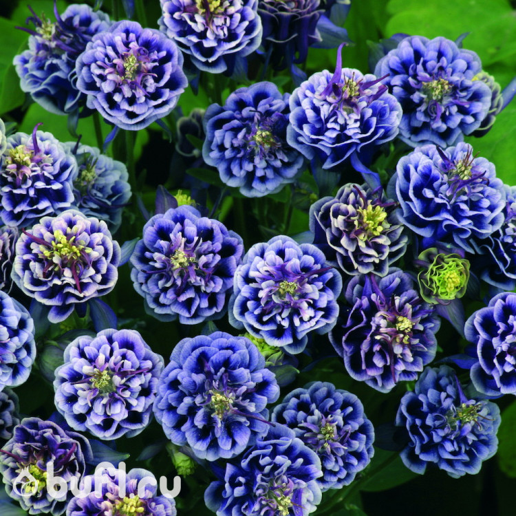 Аквилегия махровая сине-белая (5 семян)