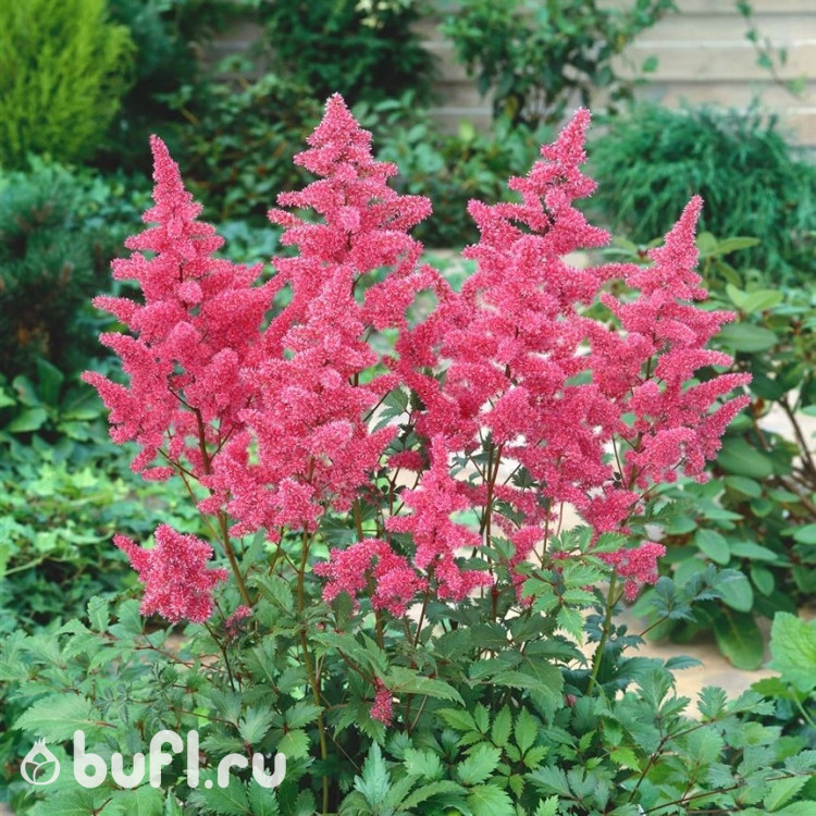 Астильба japonica Bremen