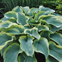 Хоста American Halo (L) Хоста American Halo (L)