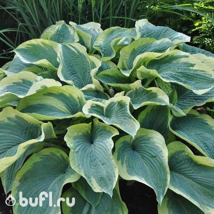 Хоста American Halo (L)