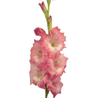 Гладиолус Fontana (5 луковиц)