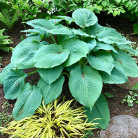 Хоста Blue Umbrellas (L)