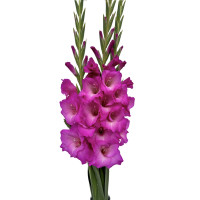 Гладиолус Lennon (5 луковиц)