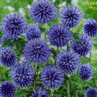 Мордовник Taplow Blue