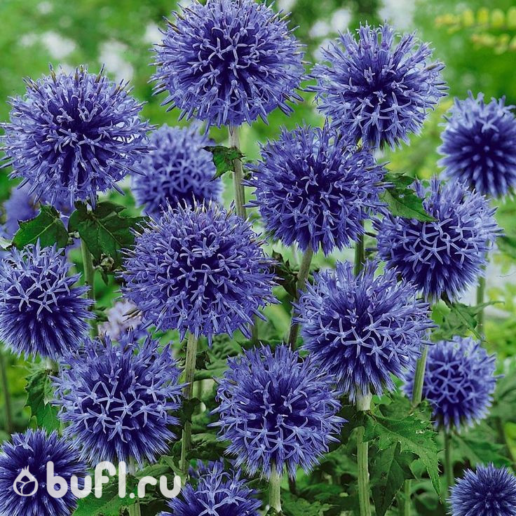 Мордовник Taplow Blue