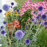 Мордовник Taplow Blue