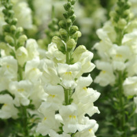 Львиный зев (Антирринум) Potomac Ivory White (семена 10 шт.)