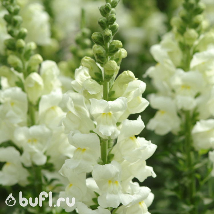 Львиный зев (Антирринум) Potomac Ivory White (семена 10 шт.)