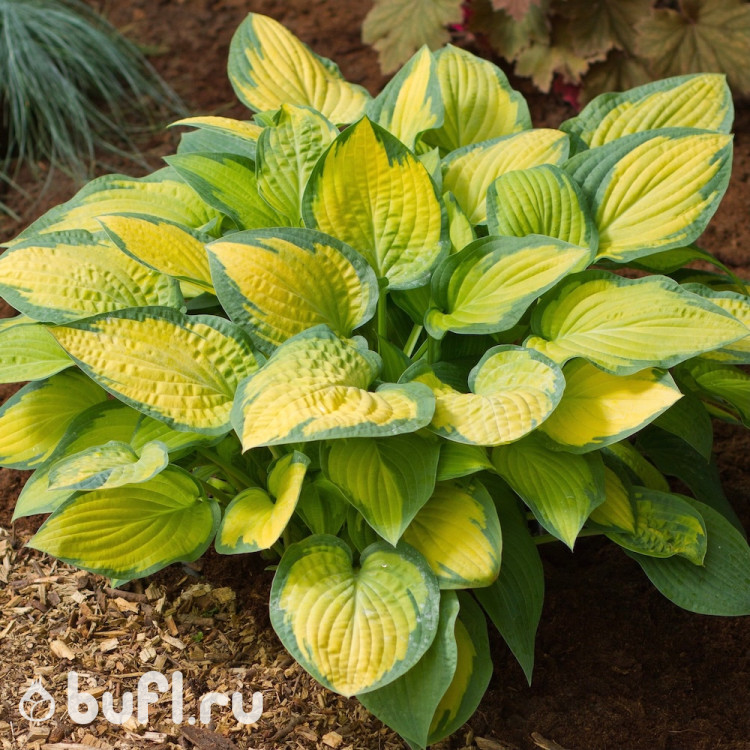 Хоста Paul's Glory (L) Хоста Paul's Glory (L)