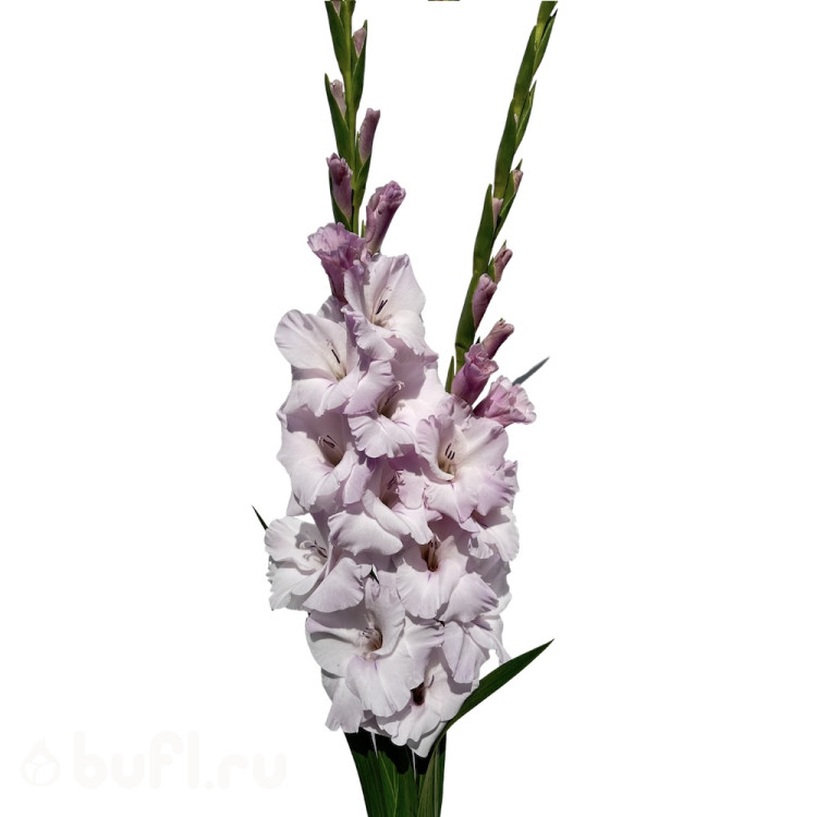 Гладиолус Mantovani (5 луковиц)