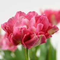 Тюльпан Дабл Шугар (Double Sugar) 5 луковиц