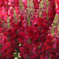 Львиный зев (Антирринум) Potomac Crimson (семена 10 шт.)