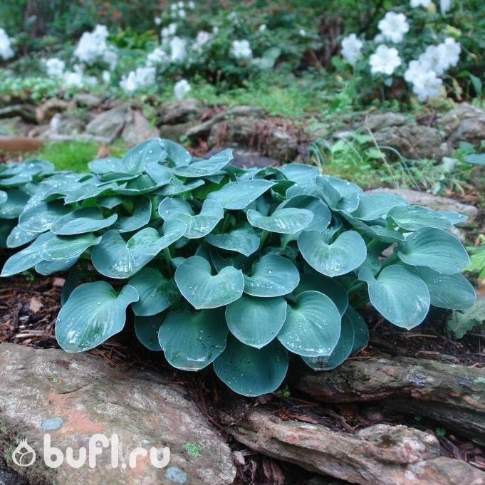 Хоста Blue Mouse Ears (S) Хоста Blue Mouse Ears (S)