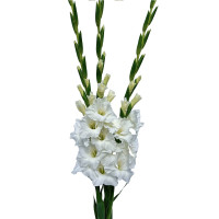 Гладиолус Mount Everest (5 луковиц)