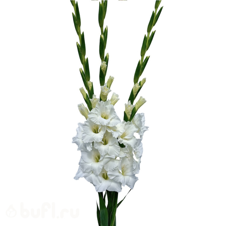 Гладиолус Mount Everest (5 луковиц)