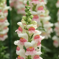 Львиный зев (Антирринум) Potomac Appleblossom (семена 10 шт.)