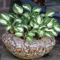 Хоста Pandora's Box (S)