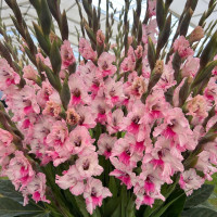 Гладиолус Pink Lace (5 луковиц)