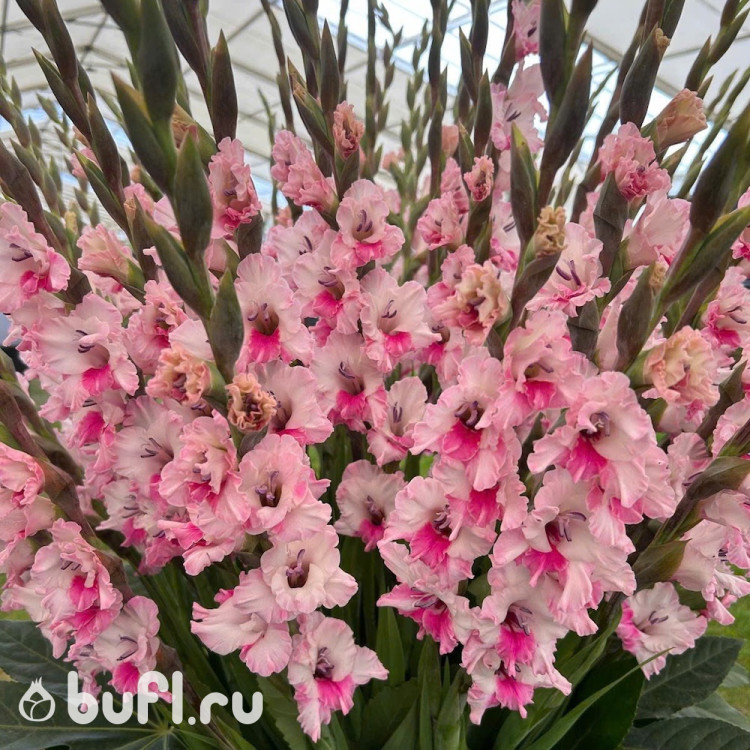 Гладиолус Pink Lace (5 луковиц)