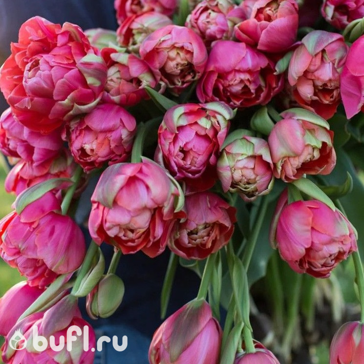 Тюльпан Ренон Юник (Renown Unique) 5 луковиц