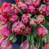 Тюльпан Ренон Юник (Renown Unique) 5 луковиц