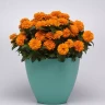 Цинния Zahara Bright Orange (семена 10 шт.)