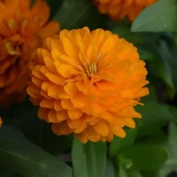 Цинния Zahara Bright Orange (семена 10 шт.)