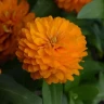 Цинния Zahara Bright Orange (семена 10 шт.)